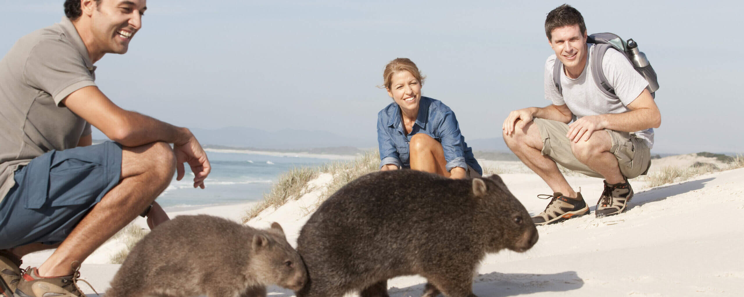 Wombats in Tasmanien am Strand