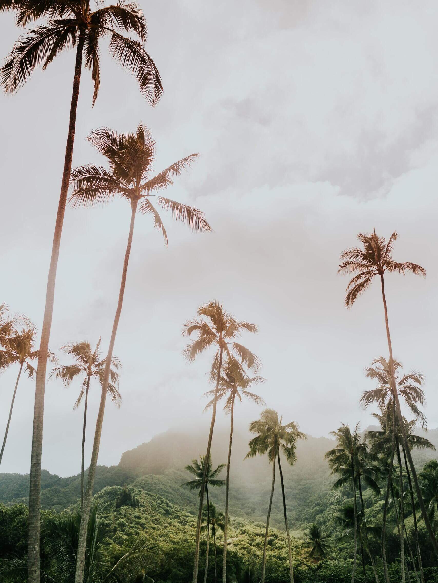 Palmen bis in den Himmel auf Hawaii